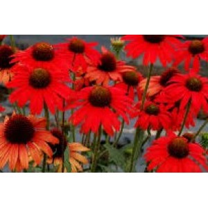 Эхинацея Echinacea Dixie Scarlet